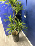 AAAC Towing (Welshpool) - Artificial Greenery Wall & Plants throughout Office