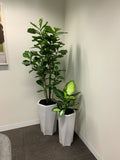 Essense of Australia (Osborne Park) - Mixture of Artificial Trees in Pots