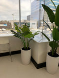 Essense of Australia (Osborne Park) - Mixture of Artificial Trees in Pots