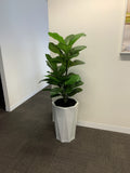 Essense of Australia (Osborne Park) - Mixture of Artificial Trees in Pots