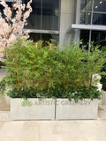 For Hire - Artificial Bamboo Plants in Planter Box (Code: HI0041)