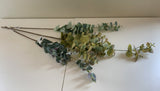 LEA0047 Eucalyptus Foliage 3 Styles (Spring & Autumn)