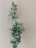 LEA0047 Eucalyptus Foliage 3 Styles (Spring & Autumn)