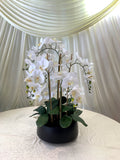 FA1081 - Elegant White Orchid Arrangement 75cm Tall