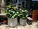 TGI Fridays Joondalup- Artificial Plants for Suspended Planters, Built-in Planters & Pot Plants | ARTISTIC GREENERY - Perth Restaurant Fitouts