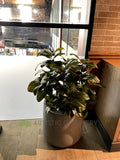 TGI Fridays Joondalup- Artificial Plants for Suspended Planters, Built-in Planters & Pot Plants | ARTISTIC GREENERY - Perth Restaurant Fitouts