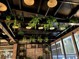 TGI Fridays Joondalup- Artificial Plants for Suspended Planters, Built-in Planters & Pot Plants | ARTISTIC GREENERY - Perth Restaurant Fitouts