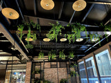 TGI Fridays Joondalup- Artificial Plants for Suspended Planters, Built-in Planters & Pot Plants | ARTISTIC GREENERY - Perth Restaurant Fitouts