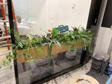 ProfessioNAIL Whitford City - Greenery for Display Windows | ARTISTIC GREENERY