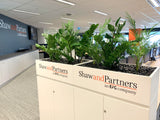 Shaw and Partners Perth - Artificial ZZ Plants & Areca Palm for Tambour Units