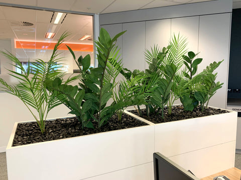 buy zz plant perth Shaw and Partners Perth - Artificial ZZ Plants & Areca Palm for Tambour Units
