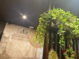 Shen's Massage Meville  - Hanging Greenery for Built-in Planters