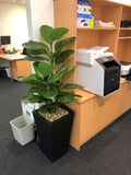 Increva (Mt Pleasant) - Artificial Plants for Office
