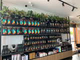 Port City Roasters (South Fremantle) - Artificial Plants for Display Shelves & Hanging Baskets with Plants