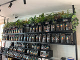 Port City Roasters (South Fremantle) - Artificial Plants for Display Shelves & Hanging Baskets with Plants