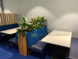 Booth Seats - Edith Cowan University (ECU) Library - Artificial Plants for Built-in Cabinets / Planters | ARTISTIC GREENERY
