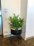 Schlumberger Australia (Perth) - Greenery Wall & Plants for Tambour Units | ARTISTIC GREENERY