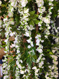 zoom white wisteria flowers