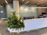 Bethesda Clinic (Cockburn Central) - Artificial Plants for Reception & Waiting Areas | ARTISTIC GREENERY