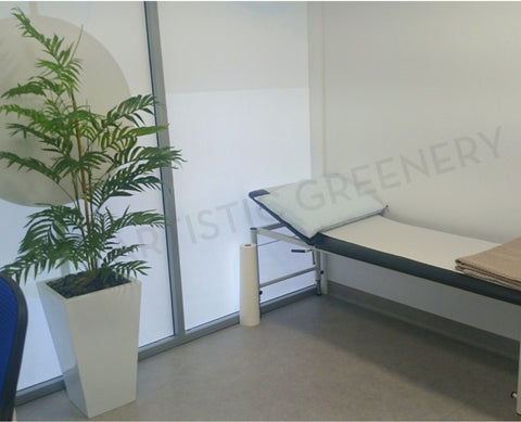 Imaging Central (Clinic) - Plants for Waiting Area & Consultation Rooms