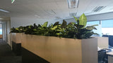 Japan MIMI - Office Planter Partitions with Silk Dieff. Plants