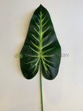 C - 82cm (Leaf part 40cm high x 19cm wide) $6 each 