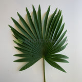 LEA0013/14 Single Stem Fan Palm Leaf 2 Sizes