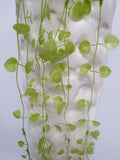 LEA0033 Creeping Greenery 75cm