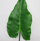 LEA0061 Calla Lily / Elephant Ear Single Leaf 2 sizes