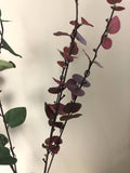 LEA0070 Silver Dollar / Eucalyptus Spray 81cm 3 Styles