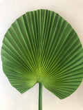 LEA0072 Licuala Grandis Ruffled Fan Palm (Single Leaf) Real Touch Quality 2 Sizes