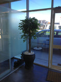 Losugen - Artificial Trees in Pots Throughout the Office