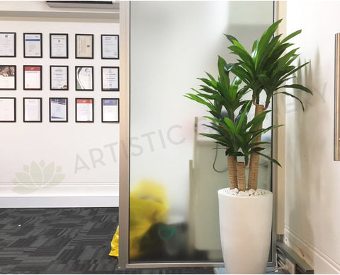 Ozsky Perth Migration Agency - Monstera & Janet Craig Dracaena