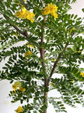 CT002 Custom-made Artificial Pagoda Tree 180cm | ARTISTIC GREENERY