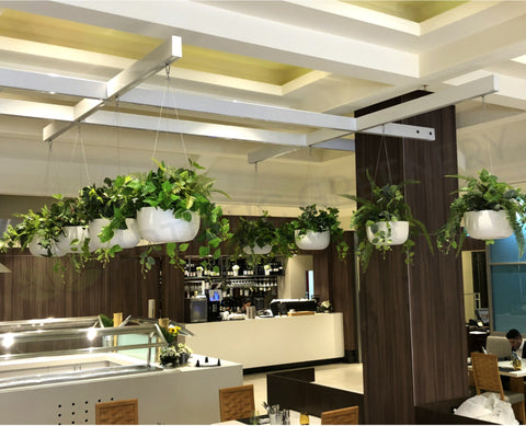 Montereys Brasserie (Pan Pacific Hotel Perth) - Mixed Artificial Plants for Hanging Baskets