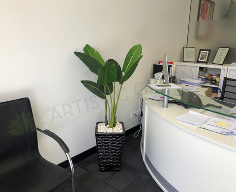 Questus Capital Solutions - Artificial Strelitzia Plant for Reception