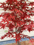CT004 Artificial Red Mape Tree 150cm | ARTISTIC GREENERY