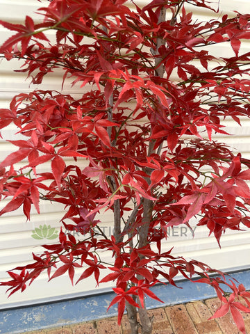 Red Map Tree CT004 Artificial Red Mape Tree 150 / 190cm | ARTISTIC GREENERY ...