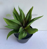 SP0014 Artificial Aloe Vera Real Touch 28cm | ARTISTIC GREENERY