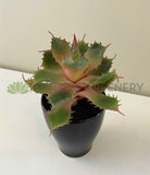 Green with Red - SP0021 Faux Small Cactus 14cm 3 styles for bathroom coffee table home decor | ARTISTIC GREENERY