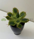 Light Green - SP0021 Faux Small Cactus 14cm 3 styles for bathroom coffee table home decor | ARTISTIC GREENERY