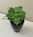 Green - SP0021 Faux Small Cactus 14cm 3 styles for bathroom coffee table home decor | ARTISTIC GREENERY