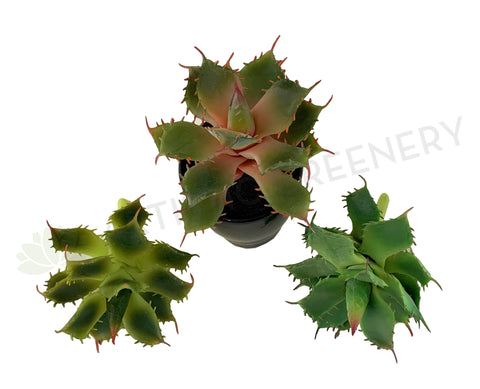 SP0021 Faux Small Cactus 14cm 3 styles for bathroom coffee table home decor | ARTISTIC GREENERY