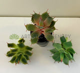 SP0021 Faux Small Cactus 14cm 3 styles for bathroom coffee table home decor | ARTISTIC GREENERY