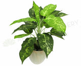 SP0025SML Dieff Small