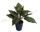 SP0026XS Faux Peacock Plant / Prayer Plant 39cm | ARTISTIC GREENERY 