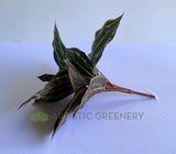 SP0026XS Faux Peacock Plant / Prayer Plant 39cm | ARTISTIC GREENERY 