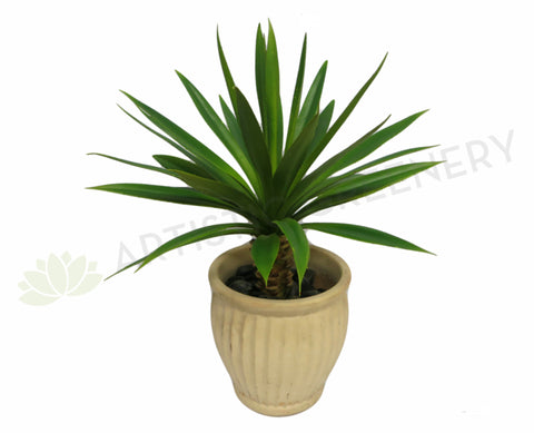 SP037 Agave