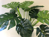 SP0056-60 Monstera / Swiss Cheese plant Plant 60cm (set of 3)