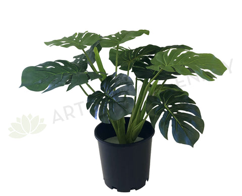 SP0056-60 Monstera / Swiss Cheese plant Plant 60cm (set of 3) Artistic Greenery